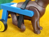 Cat with Wheelchair-7