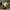 Weepinbell POKEMON