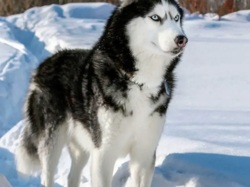 HUSKY