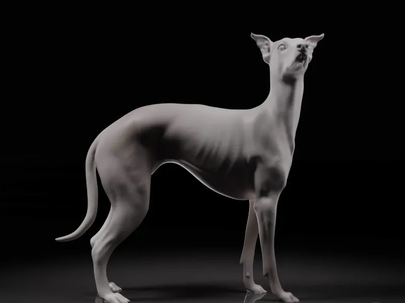 Whippet