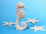 Caballo de mar-1