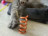 Cat Spring-1
