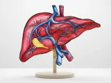 Liver / Leber-4