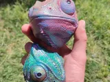 WALL CHAMELEON-4