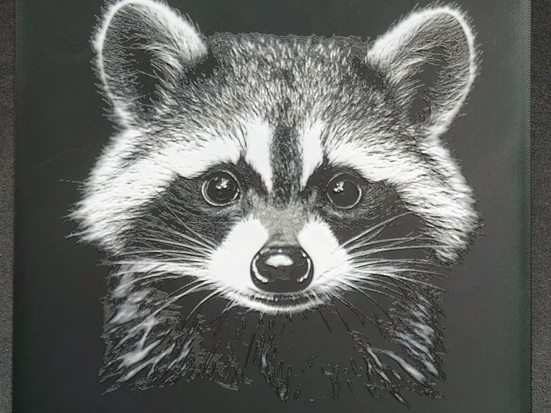 Racoon