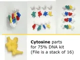 DNA - Deoxyribonucleic acid-2