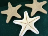 A Dried Starfish-4
