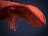 Realistic Human Diaphragm Anatomy 3D Printable Model-7
