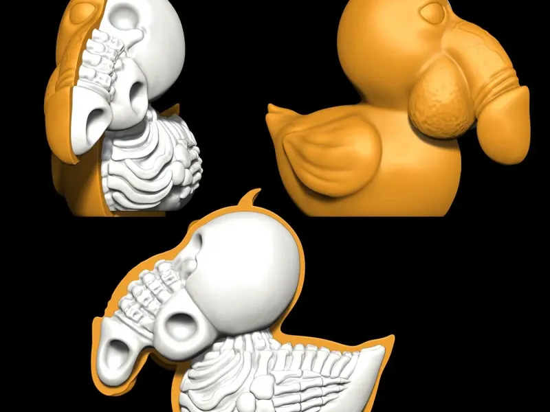 Dick penis Duck Skeleton