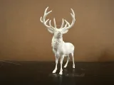Whitetail Buck-1