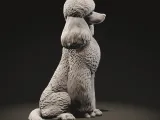 Standard poodle-5