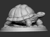 TORTOISE-3