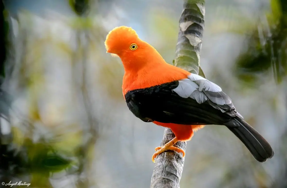RUPICOLA PERUVIANUS.