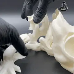 Skeleton Dragon XXL Version!