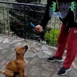 Tennis Ball Fetch Frame