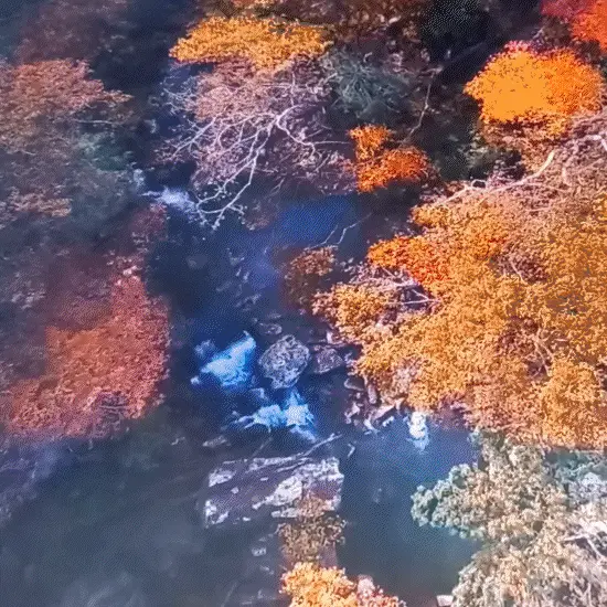 Puzzle of wishes The prince of cats and dragons