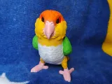 Caique-6