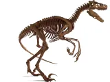 Atrociraptor Skeleton - 3D Printable Bone Model-6
