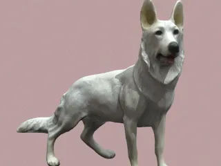 White Shepherddog