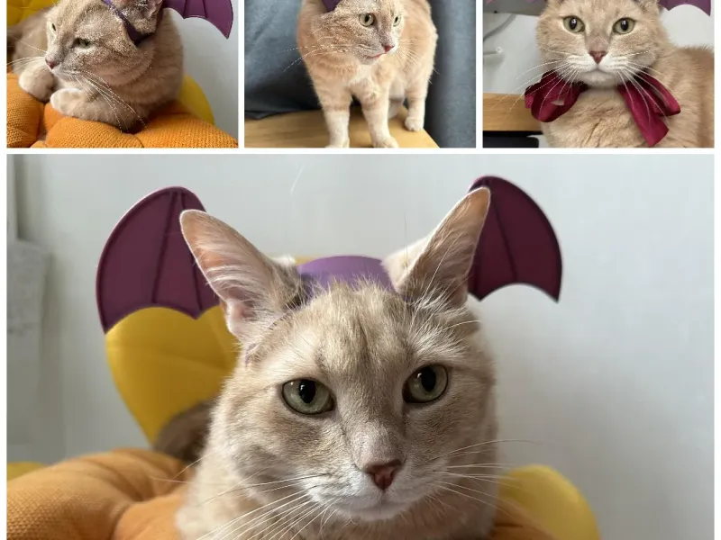 Cat headband with bat wings