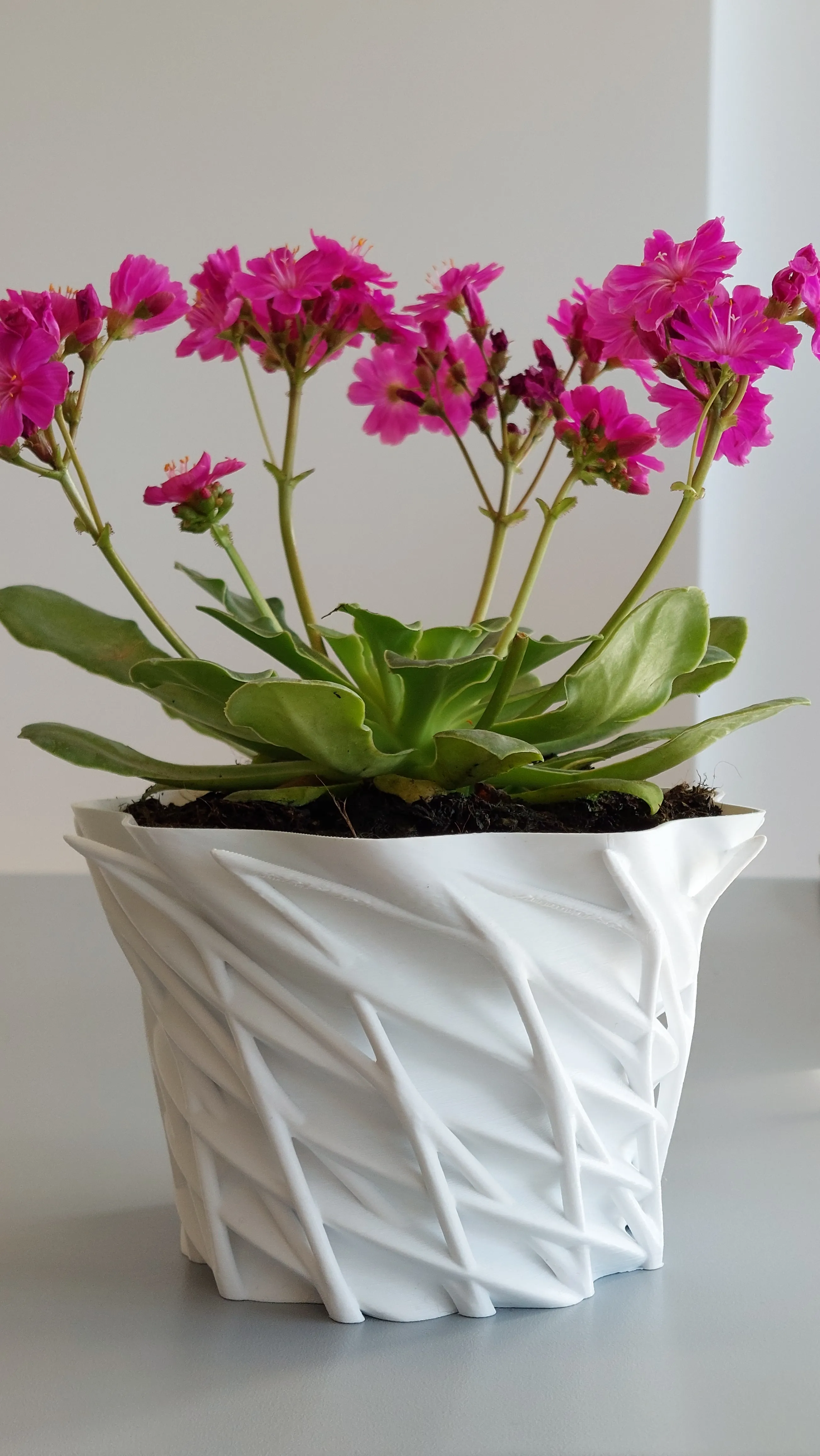 Pot Interior Decor T