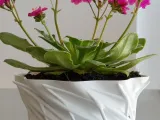 Pot Interior Decor T-0