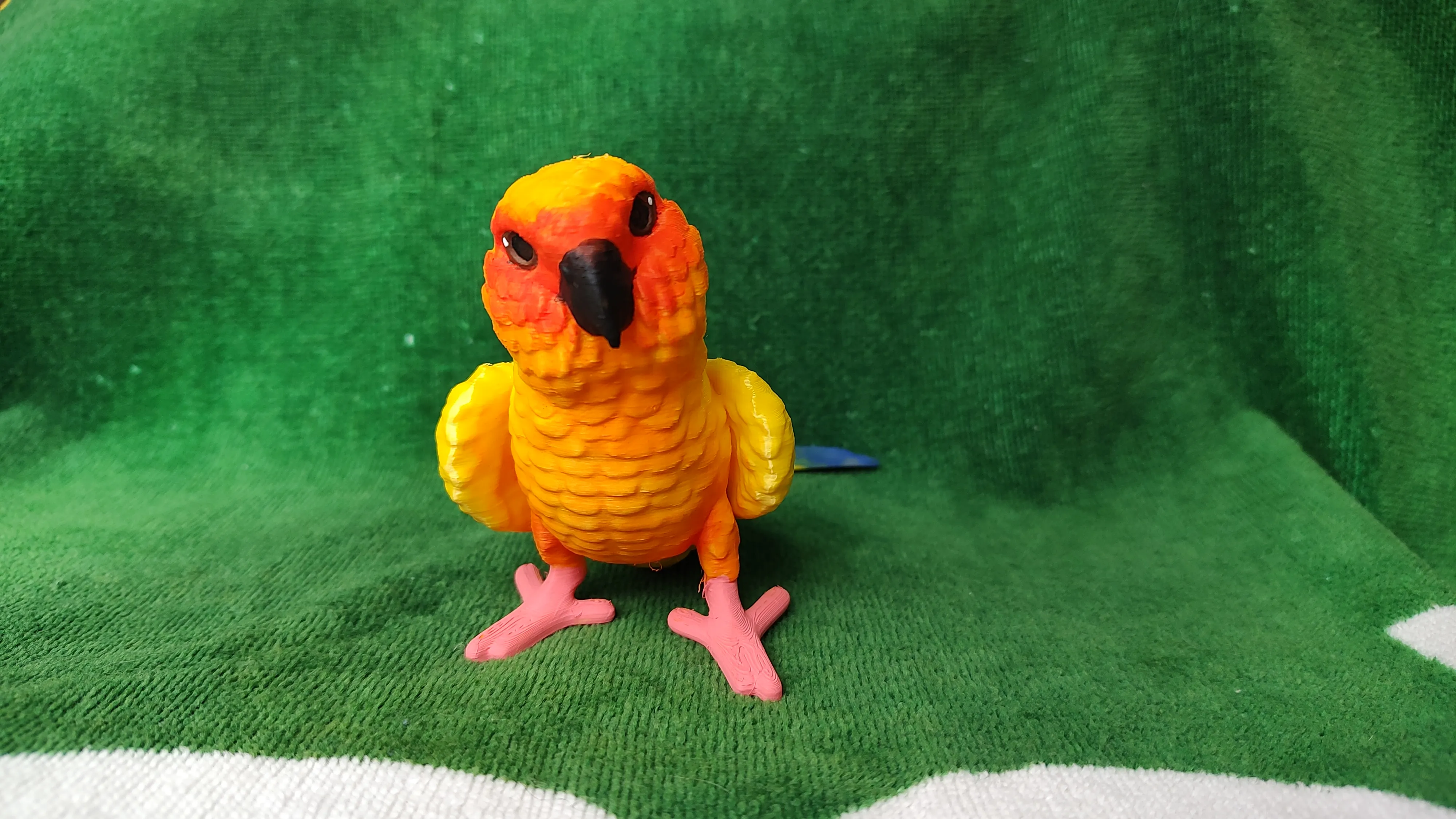Conure