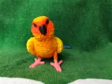 Conure-5