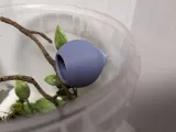 Arboreal Zıplayan Örümcek postu-0