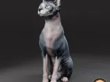 Sphynx cat-1