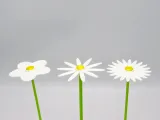 Flower pack 001-1