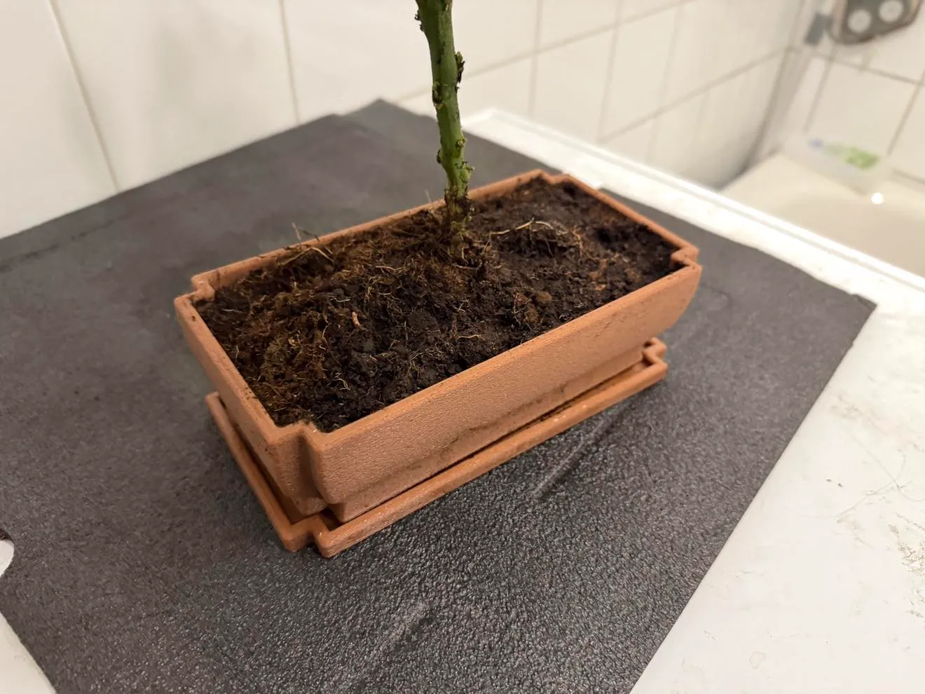 Classic bonsai pot