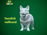 Tailless Swedish Vallhund Dog model - 3D print-1