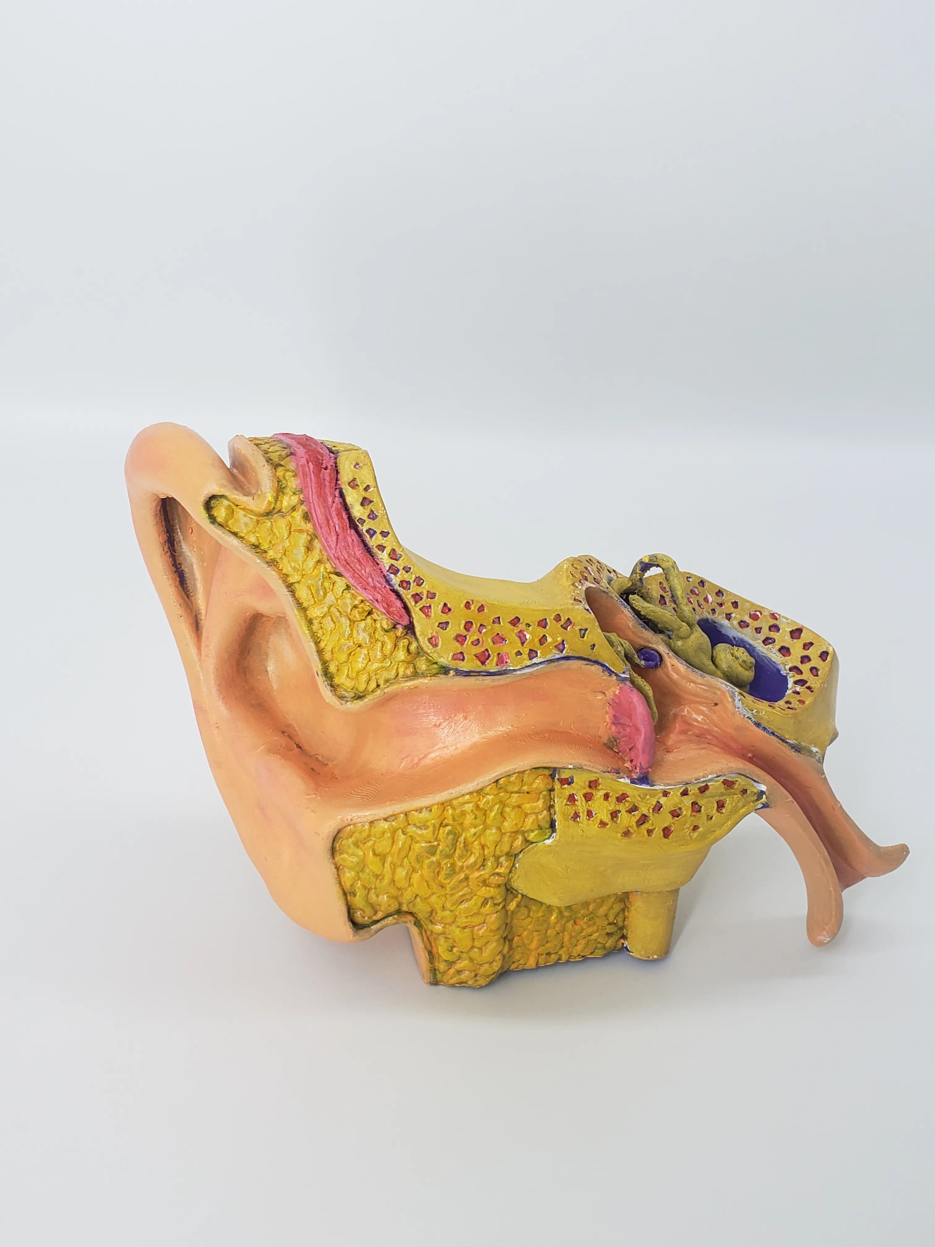 Anatomy of the Ear A Cross-Sectional 3D Print for Education