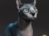 Sphynx cat-4
