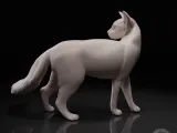 Cat looks back-1