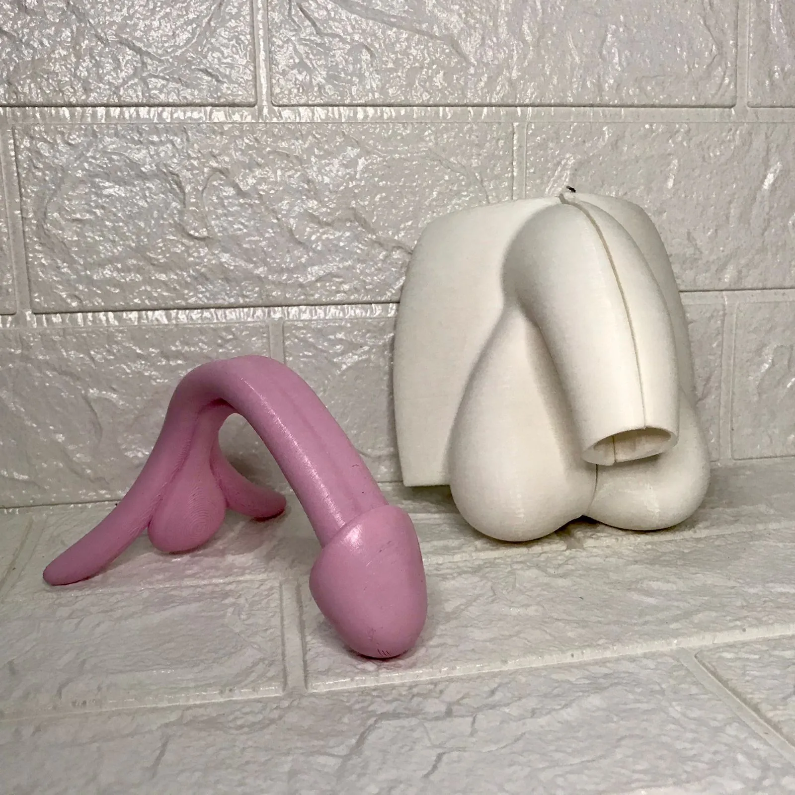 Penis anatomy