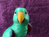 Eclectus-7