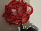 Rose-2