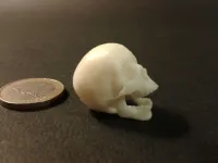 Punk skeleton-1-6