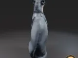 Sphynx cat-3