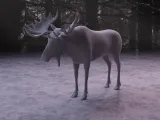 Moose-0