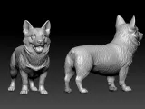 Tailless Swedish Vallhund Dog model - 3D print-3