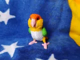 Caique-7