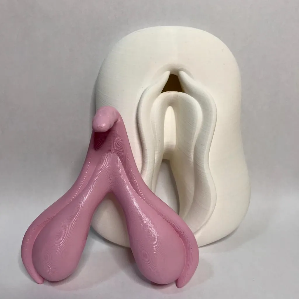 Clitoris anatomy