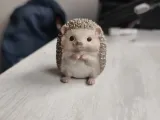 Erizo/Hedehog-1
