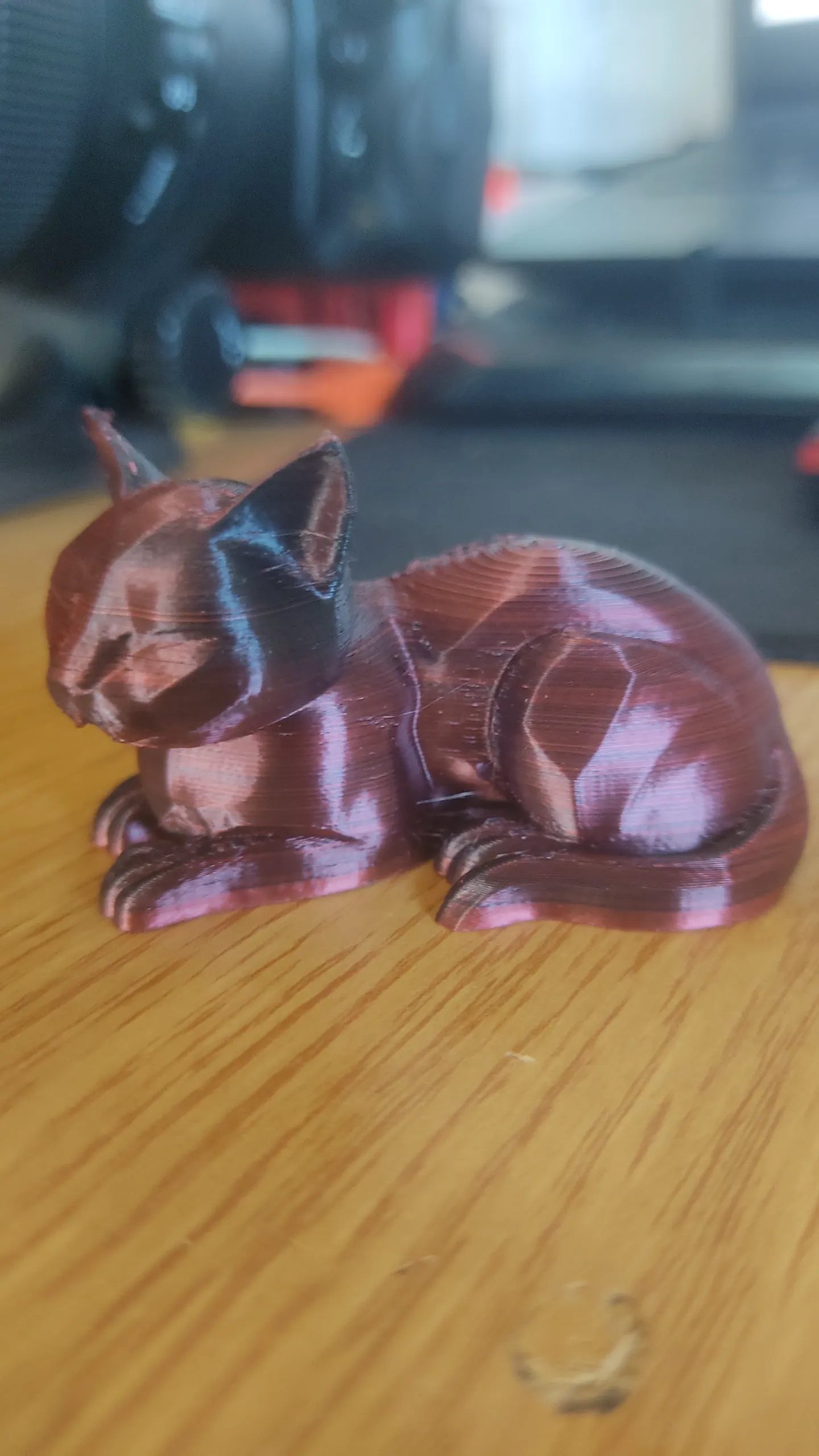 cat sleep-1