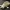 Articulated Flexi Manatee Skeleton
