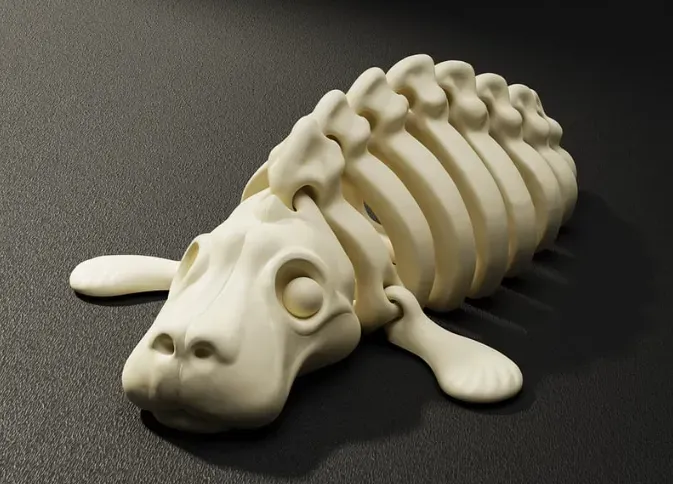 Articulated Flexi Manatee Skeleton
