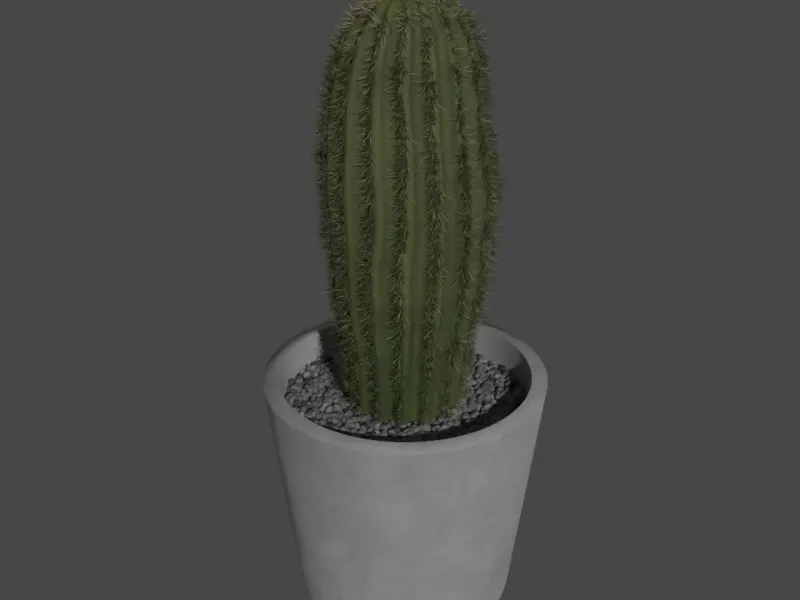 potted cactus